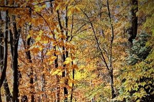 Der Stadtpark in Wadowice - zdjęcie29