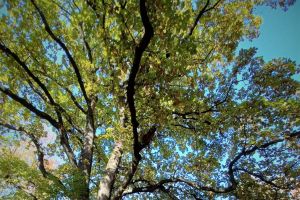 Der Stadtpark in Wadowice - zdjęcie21