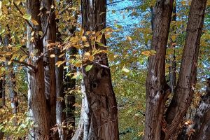 Le Parc Municipal de Wadowice - zdjęcie27