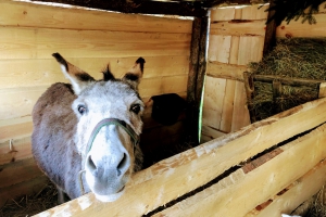 Żywa Szopka Bożonarodzeniowa stanęła na wadowickim rynku - zdjęcie3