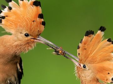 Przez puszcze i bagna - relacja