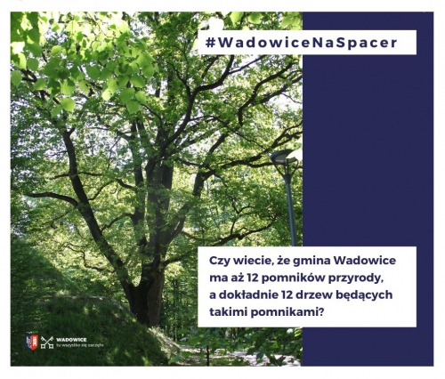 #WadowiceNaSpacer czyli Spacer śladem pomników przyrody w gminie Wadowice