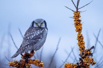 Wernisaż wystawy fotografii „Barwy Świata Przyrody 2024” Związku Polskich Fotografów Przyrody