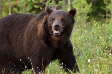 UWAGA – niedźwiedź!