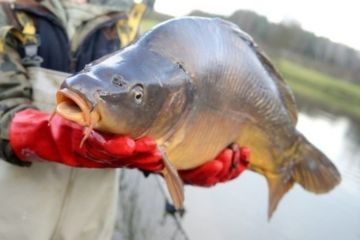 Wielkie Zatorskie Żniwa Karpiowe