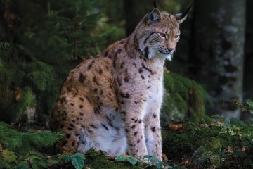 W Kinie Centrum „Szepty lasu” - premiera 17 kwietnia 2026 r.