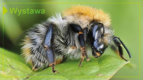 „Życie pod stopami” – wystawa fotografii makro Jerzego Tomiaka w Andrychowie