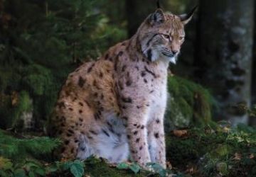 W Kinie Centrum „Szepty lasu” - premiera 17 kwietnia 2026 r.