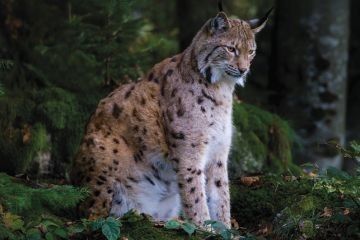 W Kinie Centrum „Szepty lasu” - premiera 17 kwietnia 2026 r.