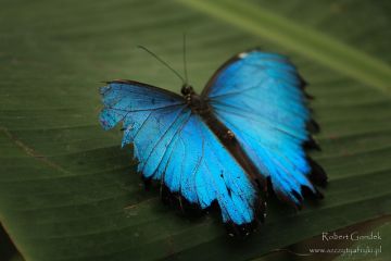Klub Podróżnika Bez Paszportu