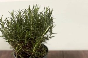 Rozmaryn Food&Drink - zdjęcie5